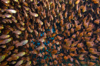 Fishandshoes_42