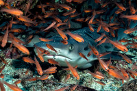 Fishandshoes_24