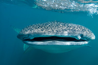 Fishandshoes_20