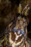 Fishandshoes_17