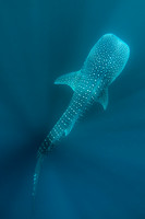 Fishandshoes_19