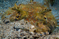 Fishandshoes_16
