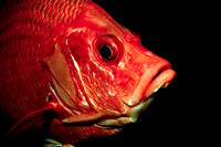 Fishandshoes_12