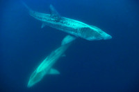 Fishandshoes_7