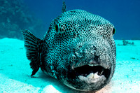 Fishandshoes_9