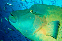 Fishandshoes_8