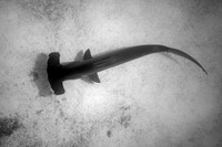 Fishandshoes_10