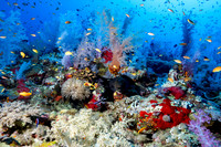 Fishandshoes_11