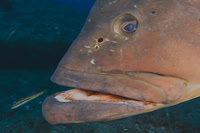 Fishandshoes_6