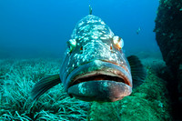 Fishandshoes_5