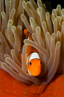Fishandshoes_4