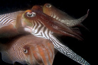 Fishandshoes_3