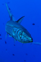 Fishandshoes_1