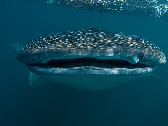 Whale Shark, Djibouti,2009
