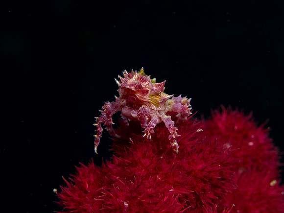 Soft Pink Oat Crab, Banda Sea, Maluku